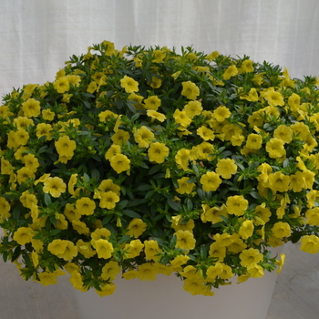 Calibrachoa MiniFamous® 'Compact Safran' (049155)