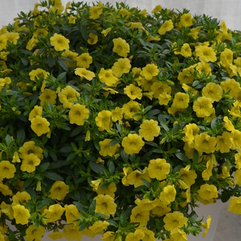 Calibrachoa MiniFamous® 'Compact Safran' (049156)