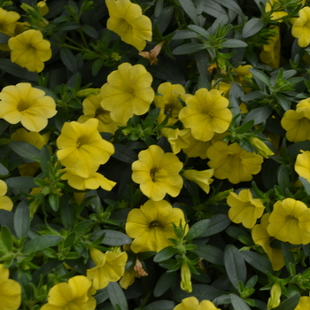 Calibrachoa MiniFamous® 'Compact Safran' (049157)