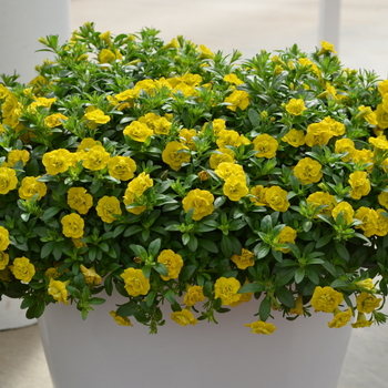 Calibrachoa MiniFamous® 'Double Yellow' (049163)