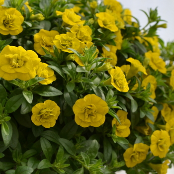 Calibrachoa MiniFamous® 'Double Yellow' (049167)