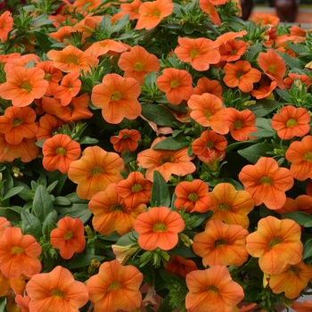 Calibrachoa MiniFamous® 'Double Orange' (049170)