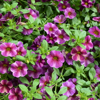 Calibrachoa Can-Can® 'Purple Star' (049177)