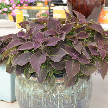 Coleus scutellarioides 'Vino' (049178)