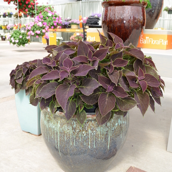 Coleus scutellarioides 'Vino' (049179)