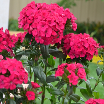 Dianthus Amazon™ 'Neon Cherry' (049180)