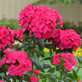 Dianthus Amazon™ 'Neon Cherry' (049181)