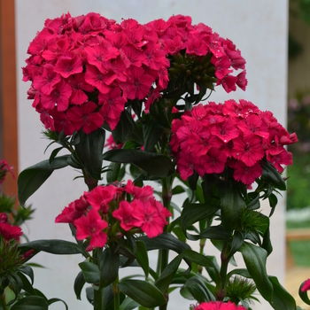 Dianthus Amazon™ 'Neon Cherry' (049182)