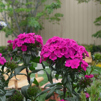 Dianthus Amazon™ 'Neon Purple' (049184)