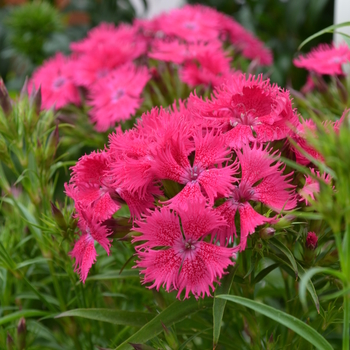 Dianthus Bouquet™ 'Rose' (049191)