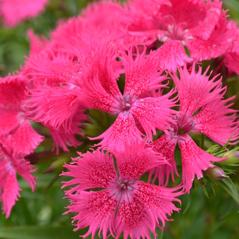 Dianthus Bouquet™ 'Rose' (049192)