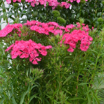 Dianthus Bouquet™ 'Rose' (049194)