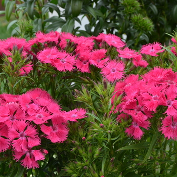 Dianthus Bouquet™ 'Rose' (049196)