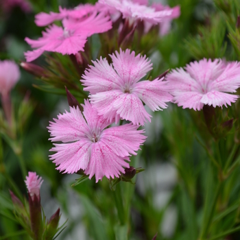 Dianthus Bouquet™ 'Rose Magic' (049197)