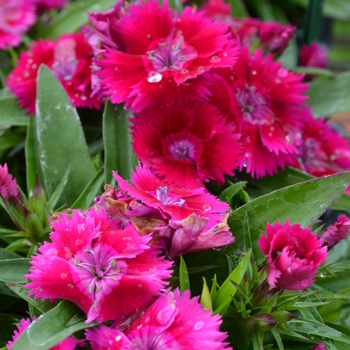 Dianthus Ideal Select™ 'Violet' (049206)