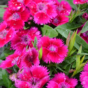 Dianthus Ideal Select™ 'Violet' (049207)