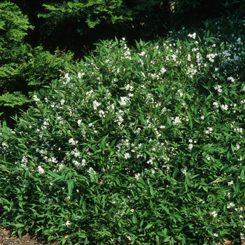 Deutzia gracilis 'Nikko' (049297)