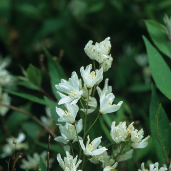 Deutzia gracilis 'Nikko' (049298)