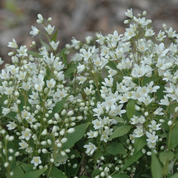 Deutzia gracilis 'Nikko' (049299)