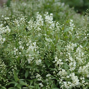 Deutzia gracilis 'Nikko' (049300)