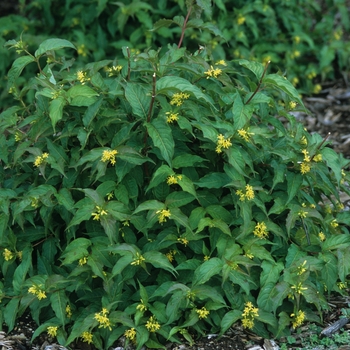 Diervilla lonicera '' (049301)