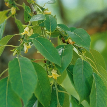 Diospyros virginiana '' (049304)