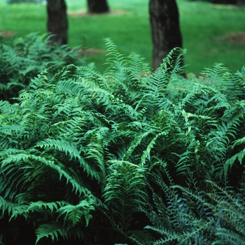 Athyrium pycnocarpon '' (049305)