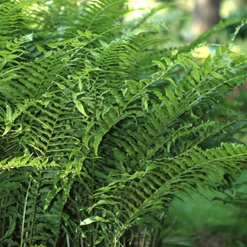 Athyrium pycnocarpon '' (049307)