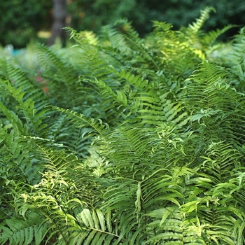 Athyrium pycnocarpon '' (049308)