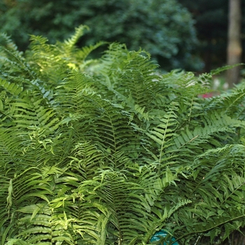 Athyrium pycnocarpon '' (049309)