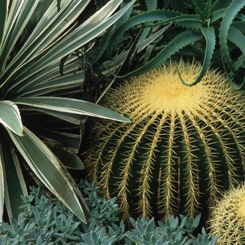 Echinocactus grusonii '' (049338)