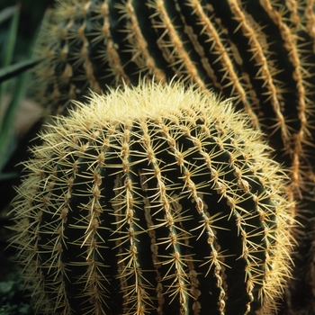 Echinocactus grusonii '' (049339)