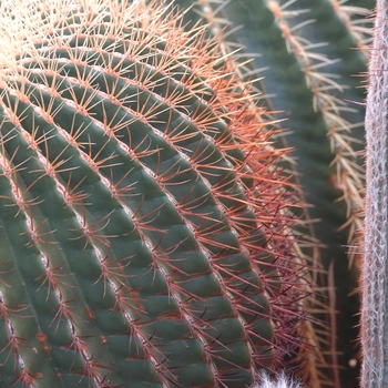 Echinocactus grusonii '' (049341)