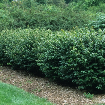 Euonymus alatus 'Compactus' (049347)