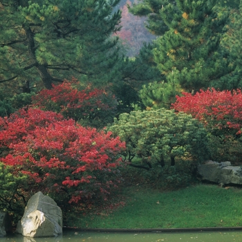 Euonymus alatus 'Compactus' (049348)