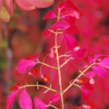 Euonymus alatus 'Compactus' (049350)