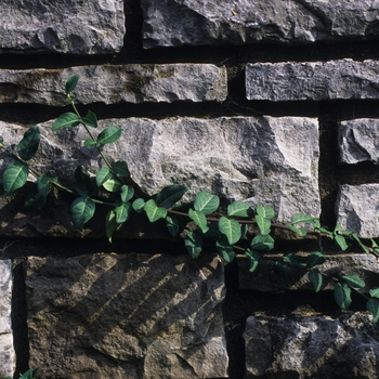 Euonymus fortunei 'Coloratus' (049351)