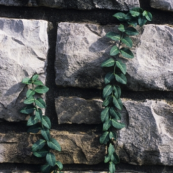 Euonymus fortunei 'Coloratus' (049352)