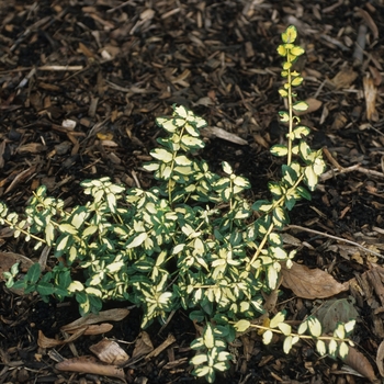 Euonymus fortunei 'Blondy®' (049358)