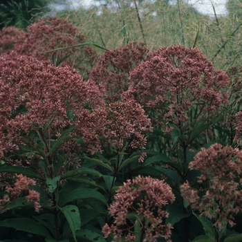 Eupatorium dubium 'Little Joe' (049359)