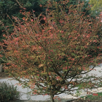 Euonymus alatus '' (049363)