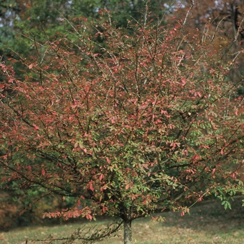 Euonymus alatus '' (049364)