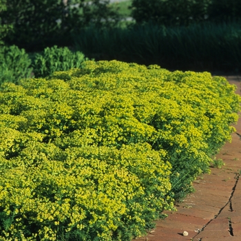 Euphorbia cyparissias '' (049367)