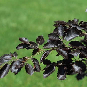 Fagus sylvatica 'Atropunicea' (049371)