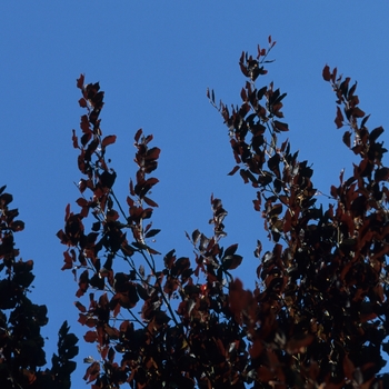 Fagus sylvatica 'Atropunicea' (049372)