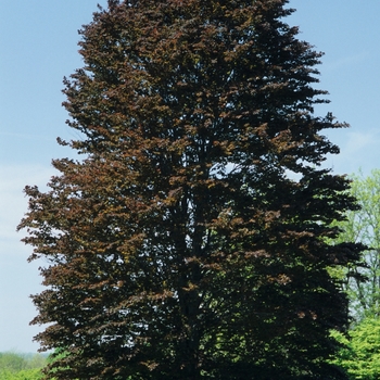 Fagus sylvatica 'Riversii' (049373)