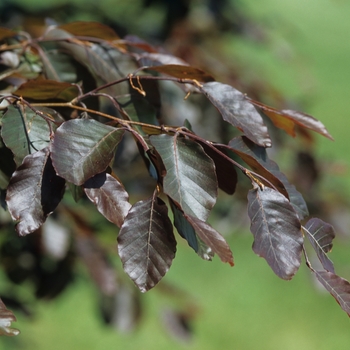 Fagus sylvatica 'Riversii' (049374)