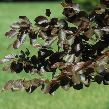 Fagus sylvatica 'Riversii' (049375)