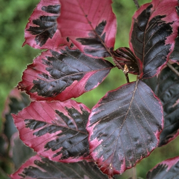 Fagus sylvatica 'Roseomarginata' (049376)