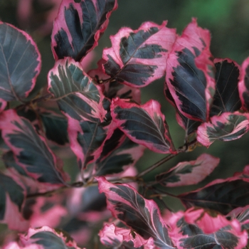 Fagus sylvatica 'Roseomarginata' (049377)